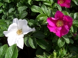 Hvid og lyserød blomst med grønne blade